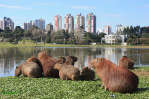 Curitaba- A functioning eco-city 